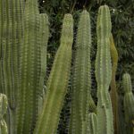 Cactus-at-the-Biltmore-is-a-nice-visual-at-RM-Auctions-422-Howard-Koby-photo