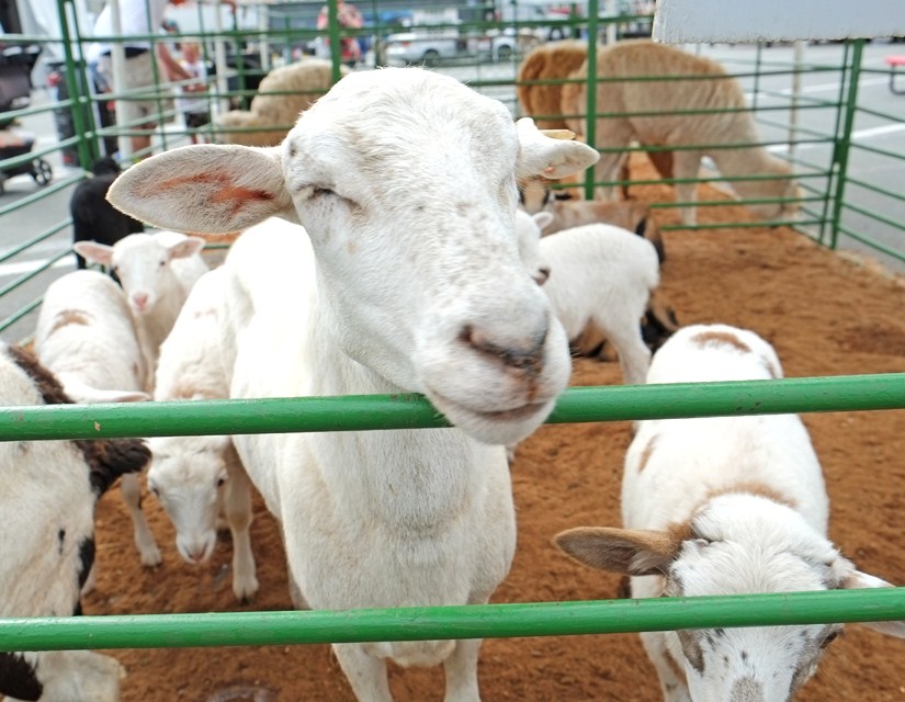Happy sheep at the AutoFair petting zoo 