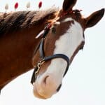 Clydesdale joins vintage tractors at Gone Farmin’ sale in Iowa | ClassicCars.com | #DriveYourDream | #ClassicCarsNews