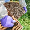 Bentley’s ‘Flying Bees’ produce their first crop of honey